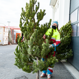 Jólatré - Stafafura