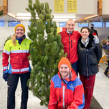 Jólatré - Stafafura